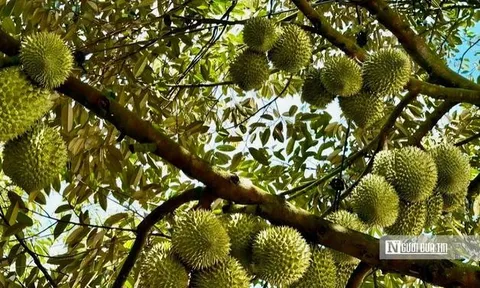 Chính phủ sửa loạt quy định về cấp mã số vùng trồng nông sản, cơ sở đóng gói