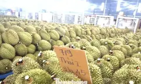 'Nóng' chất vấn sai phạm xuất khẩu sầu riêng