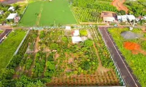Vì sao chưa thu hồi được hơn 15 tỉ đồng tiền cọc đấu giá đất tại Gia Lai?