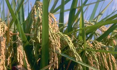 Không phải Philippines, một quốc gia vừa tăng nhập khẩu gạo gấp 3 lần chỉ trong 1 năm, người nông dân gặp áp lực lớn