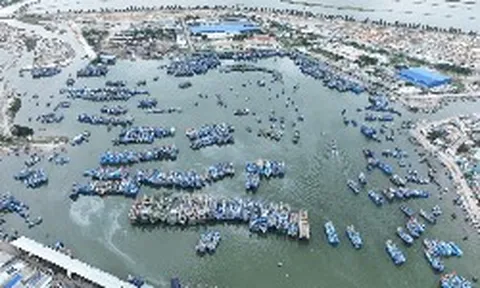 Đảm bảo năng lực nhà đầu tư cho dự án nạo vét cảng cá Cà Ná