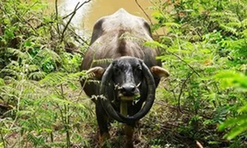 Kỳ lạ con trâu có cặp sừng cong ngược thành vòng tròn ở Đắk Lắk
