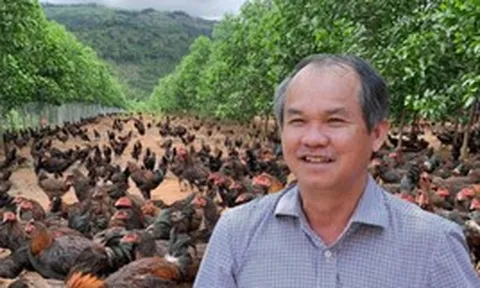 Đàn gà ăn chuối của bầu Đức giờ ra sao?