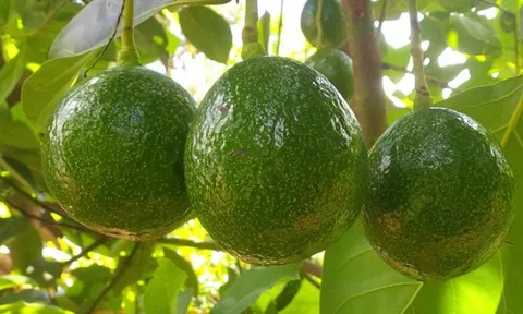 Muốn chăm sóc não bộ, đừng bỏ qua 3 loại quả này
