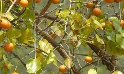 Loài cây có hạt chứa chất độc cực mạnh, Hà Nội đưa vào danh mục cấm trồng