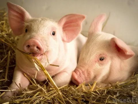 Giá trị của Masan MeatLife và Dabaco tăng thêm hàng nghìn tỷ đồng giữa lùm xùm thịt lợn của C.P