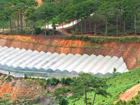 San gạt đất, làm nhà kính lan rộng những đồi thông ở cửa ngõ Đà Lạt