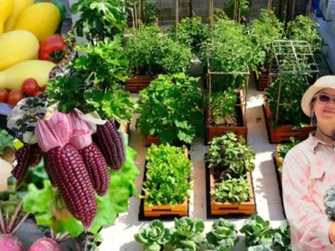 Mê mẩn khu vườn sân thượng đẹp 'như vẽ bằng AI' của mẹ đảm Đà Nẵng