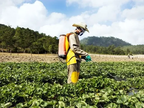 Hỗ trợ nông dân canh tác, sử dụng thuốc bảo vệ thực vật bền vững