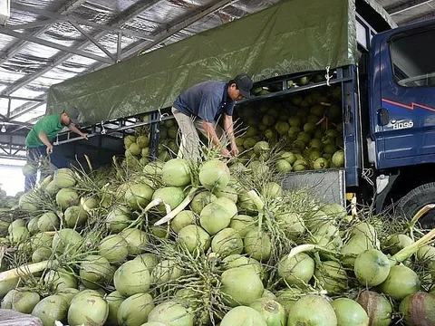 Từ loài cây ít giá trị nay trở thành 'ngôi sao' xuất khẩu của Việt Nam