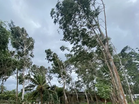 Cách đơn giản theo dõi bão số 13 Kalmaegi trực tiếp trên điện thoại