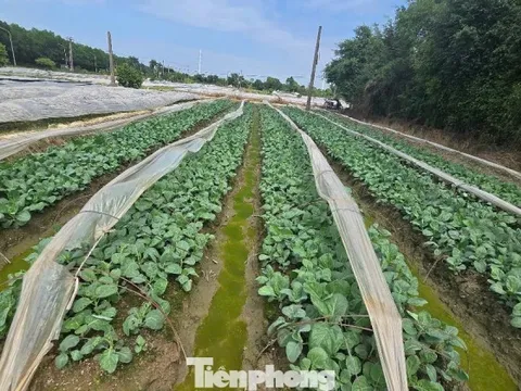 Hà Nội chính thức thông qua bảng giá đất mới, đất nông nghiệp cao nhất 290.000 đồng/m2