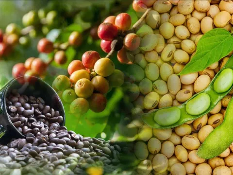 THỊ TRƯỜNG HÀNG HÓA: MXV-Index sụt, cà phê và đậu tương vẫn hút lực mua