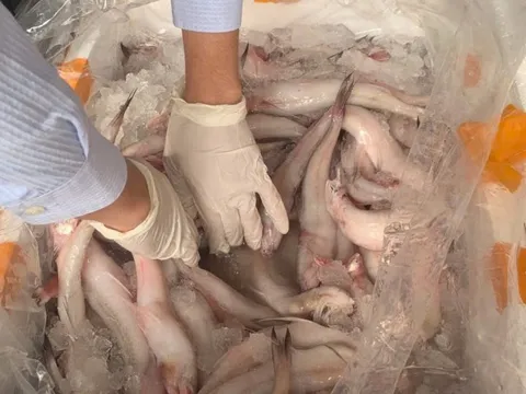 Phát hiện trên 10 tấn cá khoai chứa chất bảo quản cực độc
