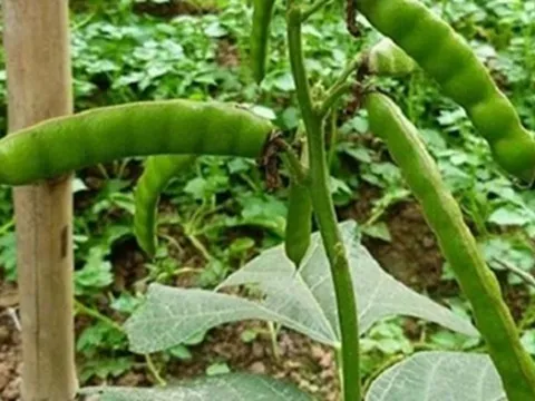 Ăn loại hạt quen thuộc, 6 người trong nhà nôn dữ dội, 2 ca nguy kịch