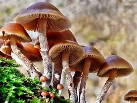 Bộ Y tế: Khẩn trương điều tra vụ nghi ngộ độc thực phẩm do ăn nấm lạ tại Tây Ninh