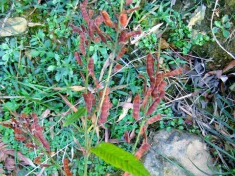 Ra bờ suối hái cây dại "đầy côn trùng”, ai ngờ bán hơn 500.000đ/kg, người mua tranh nhau rút ví