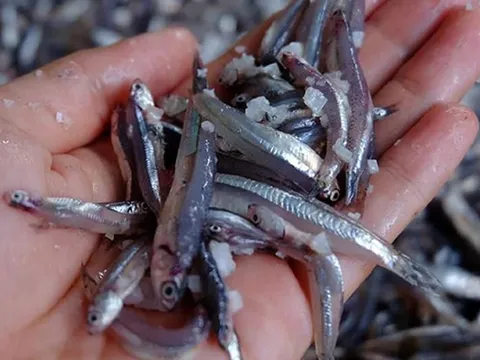 Loại cá "nhà nghèo" lại là kho thuốc quý với cơ thể, chợ Việt bán rẻ như cho