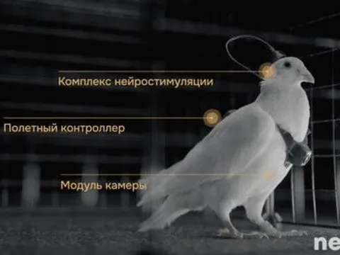 Nga biến chim bồ câu thành bio-drone, bay xa hàng trăm km