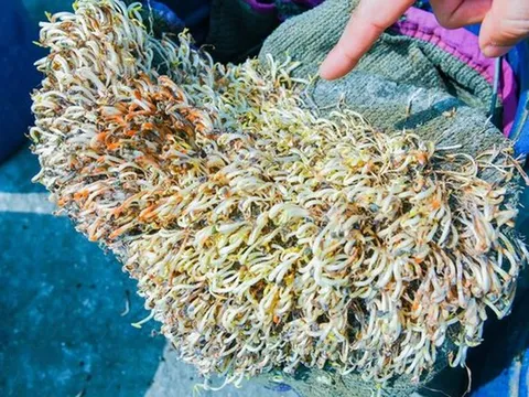 Giá đỗ ngâm hóa chất vẫn tươi cả tháng: 6 cách nhận biết để tránh rước họa