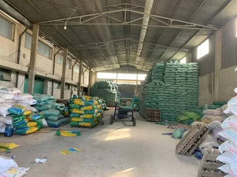 Khởi tố giám đốc làm giả hơn 200 tấn lúa giống ST25, ST24