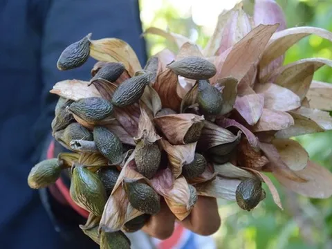 Loại hạt xưa rụng đầy gốc không ai "ngó", giờ thành đặc sản giá 300.000 đồng/kg
