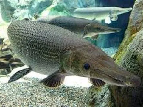 Sở Y tế Thanh Hóa thông tin vụ nghi ngộ độc do ăn thịt, trứng cá cảnh