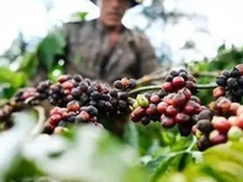 Kêu gọi doanh nghiệp chia sẻ khó khăn với nông dân trước biến động toàn cầu