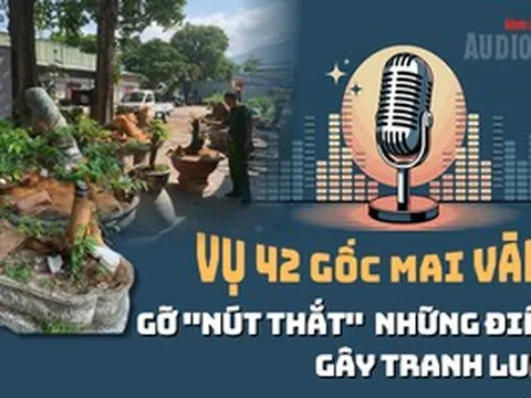 Audio AI: Gỡ nút thắt những điểm gây tranh luận vụ 42 gốc mai vàng “không giấy tờ” ở Côn Đảo