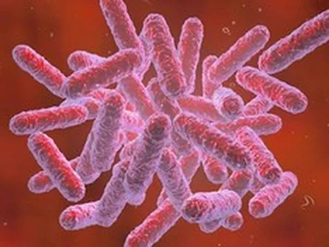 Bộ Y tế khuyến cáo người dân biện pháp phòng bệnh Whitmore