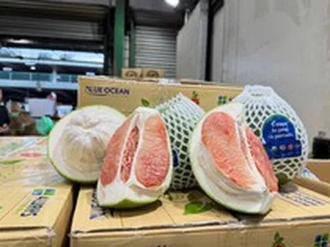 Tin vui: Lô bưởi tươi Việt Nam đầu tiên đã được thông quan vào thị trường Australia