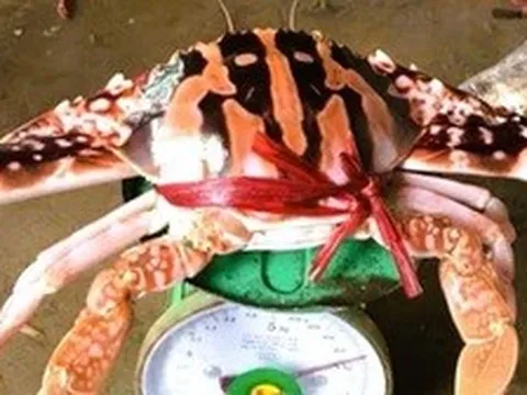 Ghẹ đỏ là hải sản gì mà có giá tới 1,7 triệu đồng/kg ở Sầm Sơn