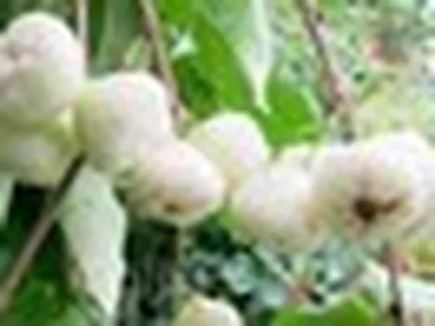 Thứ quả quê chín rụng ít ai nhặt: Sang nước ngoài giá vài trăm nghìn/kg, được ví như 'vua trái cây'