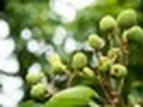 Tin buồn với loại quả “phi tử tiếu” được hàng triệu người VN và TQ say mê, có loại giá gần 600.000 đồng/kg