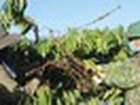 Mặt hàng tỷ đô của Việt Nam ngày càng được thị trường Đức ưa chuộng: quý I bán 100 tấn, thu gần nửa tỷ USD
