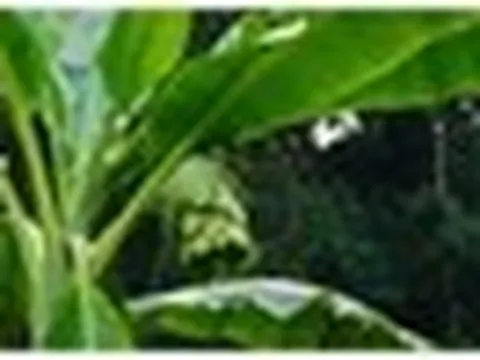 Loại quả 'cô đơn' mọc giữa rừng sâu: Giá 120.000đ/kg vẫn không có mà mua, quý hơn cả dược liệu