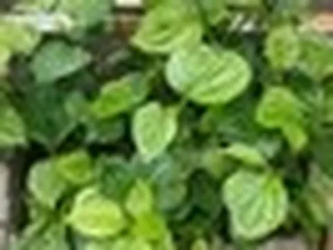 Lời khuyên dành cho những gia đình đang trồng cây lá lốt