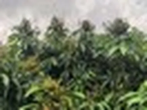 Sau sầu riêng, Trung Quốc tiếp tục trồng loại quả Việt Nam đang vào mùa: Thu về gần 1 tỷ đồng mỗi ha, tự tin ‘chắc chắn sẽ bán được giá cao’