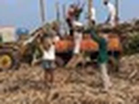 Ấn Độ bất ngờ cấm xuất khẩu một loại nguyên liệu quan trọng, là mặt hàng Việt Nam có sản lượng 10 triệu tấn/năm