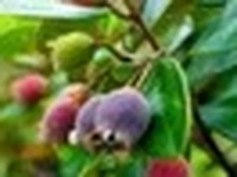 Từng rụng đầy gốc không ai nhặt, thứ quả rừng 'tím lịm' bất ngờ thành đặc sản 130.000 đồng/kg