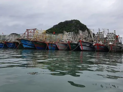 Ngư trường Quảng Ninh quá tải vì tàu cá nhỏ