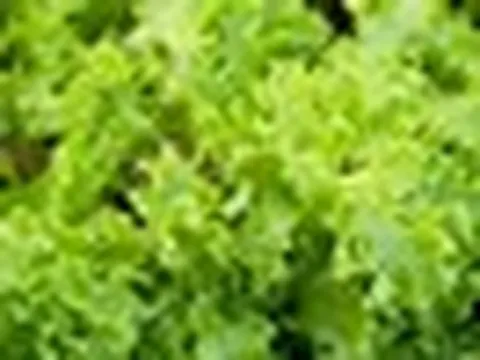 Xà lách tươi ngon suốt 30 ngày khi được bọc trong thứ này - nhà nào cũng có sẵn
