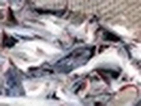 Mỹ báo tin vui cho một mặt hàng chủ lực của Việt Nam