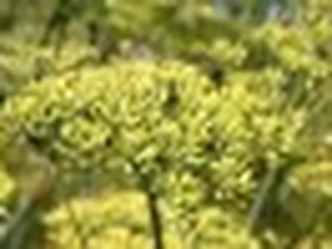 Đắt hơn sầu riêng, Việt Nam có một sản vật chỉ rất ít quốc gia trồng được: Giá gần 4.000 USD/tấn, vừa mang về hơn 17 triệu USD