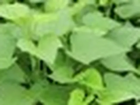 Việt Nam có 1 loại rau rẻ bèo, cực quen thuộc, hóa ra là "siêu thực phẩm" mà Trung Quốc cực thích