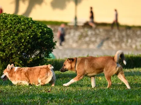 Không đeo rọ mõm cho chó ở nơi công cộng bị phạt tới 2 triệu đồng