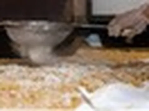 Sức mua tăng mạnh, người dân làng rượu nếp Phú Thượng tất bật dịp Tết Đoan ngọ