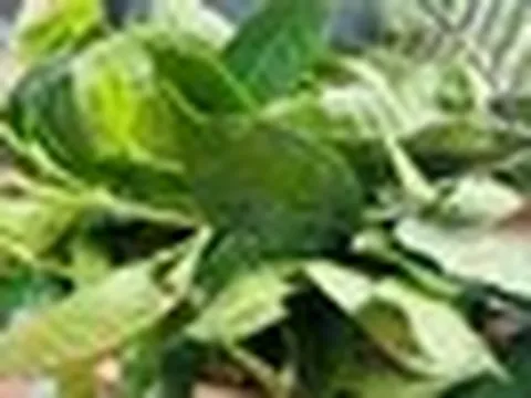 Phát hiện hoạt chất giúp hạ huyết áp và giảm nguy cơ ung thư trong loại lá nhiều người Việt uống mỗi ngày