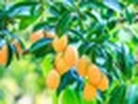 Ấn Độ bất ngờ gặp rắc rối với loại quả Việt Nam đang trồng rất nhiều: Sản lượng giảm đến 40%, giá cũng giảm một nửa