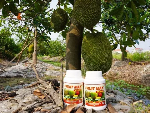 FRUIT MAX NPK 8000: Giải pháp nuôi trái lớn nhanh, bóng đẹp, nặng ký, nâng tầm giá trị nông sản xuất khẩu